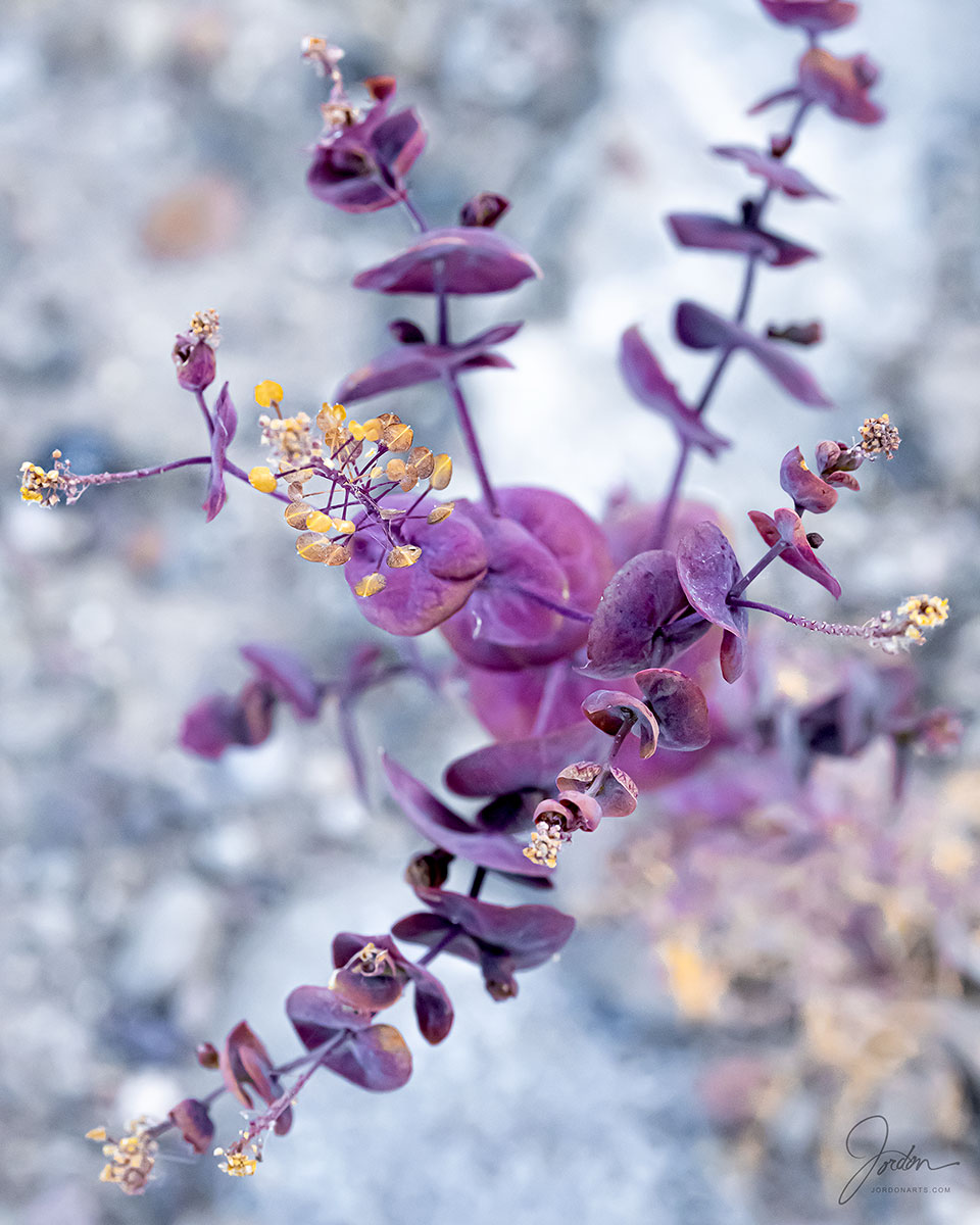 Soft desert - purple