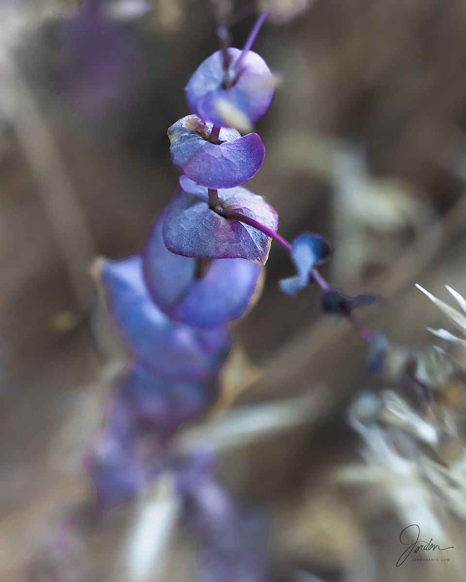 Soft desert - sienna