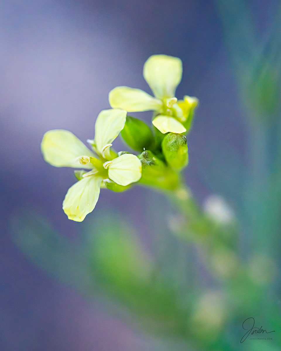Soft desert - yellow